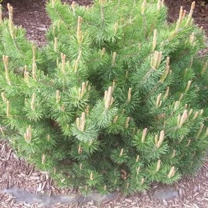 25 MUGO PINE Dwarf Evergreen Pinus Pumilio Shrub Seeds Comb S/H image 1