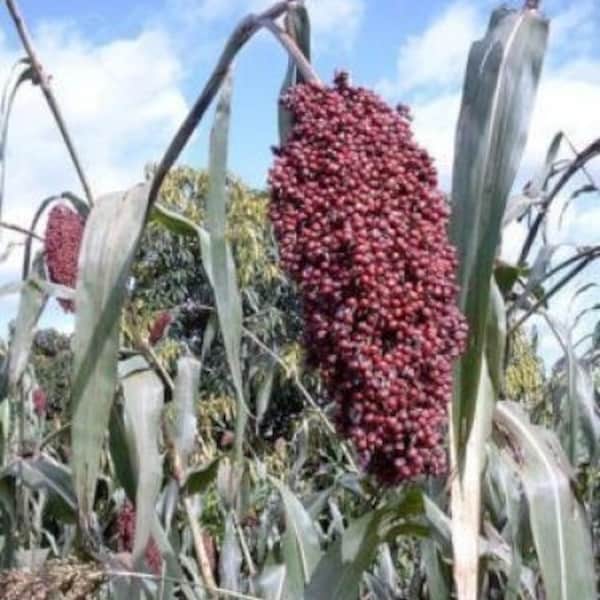 50 BROOMCORN Colored Uprights SORGHUM BICOLOR Red Seeds *Combined Shipping