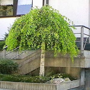 50 SILVER WEEPING BIRCH Tree White European Betula Pendula Alba Seeds Comb S/H image 1