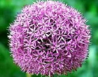 25 GIANT ALLIUM Allium Giganteum Purple Globe Flower Seeds *Comb S/H