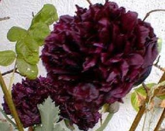 250 BLACK PEONY POPPY Papaver Peoniflorum Flower Seeds