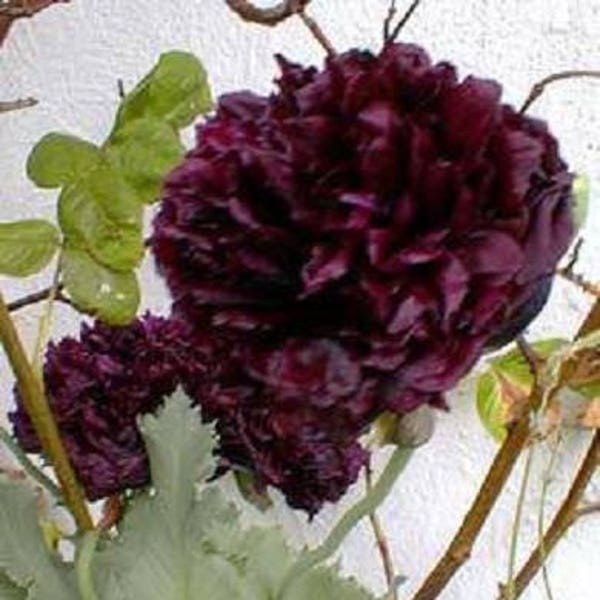 250 graines de fleurs de pavot pivoine noire papaver peoniflorum