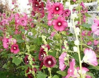 50 Mixed Colors HOLLYHOCK KING HENRY Viii Mix Alcea Rosea Flower Seeds