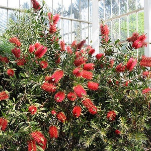 40 CRIMSON BOTTLEBRUSH Callistemon Citrinus Flowering Shrub Bush Small Tree Seeds image 1