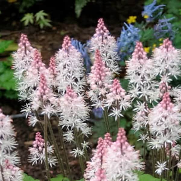20 HEARTLEAF FOAMFLOWER White & Pink Tiarella Wherryi Coolwort Flower Seeds