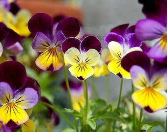 250 JOHNNY JUMP UP Helen Mount Violet Viola Tricolor Flower Seeds