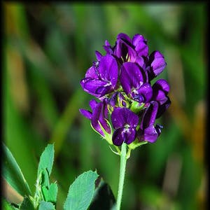 2000 ALFALFA Medicago Sativa Flower Plant Seeds