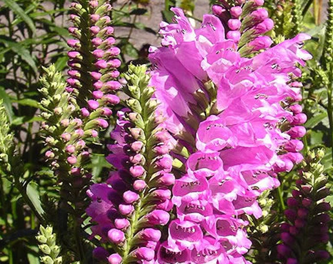 Perennial Flower Seeds Seedville Usa