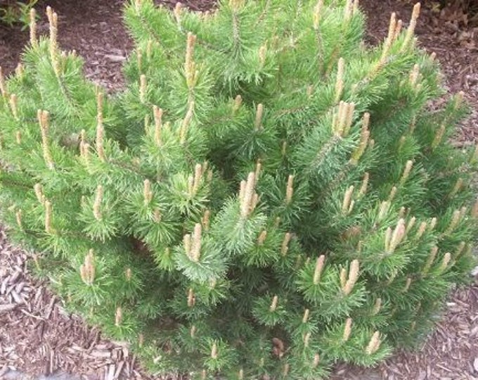25 MUGO PINE Dwarf Evergreen Pinus Pumilio Shrub Seeds *Comb S/H