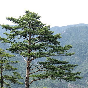 10 RED Japanese PINE TREE Korean Pinus Densiflora Evergreen Seeds *Flat Shipping