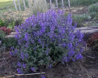 50 PERSIAN CATMINT Mussins Nepeta Racemosa Flower Seeds