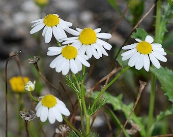 1000 GERMAN CHAMOMILE Matricaria Recutita Chamomilla Herb Flower Seeds