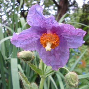 10 GEMENGDE HIMALAYA POPPY Blauw Rood Violet Meconopsis Napaulensis Mix Bloemzaden afbeelding 3