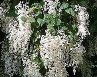 100 White OCEANSPRAY Shrub Creambush Mountain Spray Holodiscus Flower Seeds