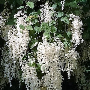 100 White OCEANSPRAY Shrub Creambush Mountain Spray Holodiscus Flower Seeds