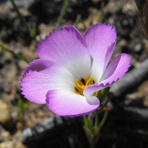 1000 MOUNTAIN PHLOX (California Phlox) Linanthus Grandiflorus Flower Seeds