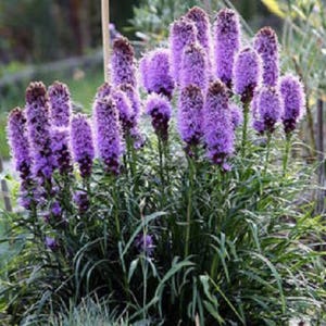 500 Purple BLAZING STAR Gayfeather LIATRIS Spicata Flower Seeds *Comb S/H