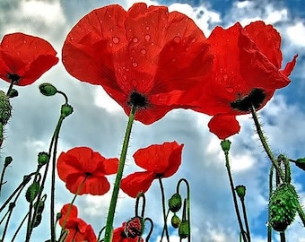 500 ORIENTAL RED Mix POPPY Papaver Orientale Flower Seeds