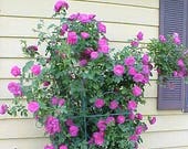 5 PURPLE CLIMBING ROSE Rosa Bush Vine Climber Fragrant Butterfly Flower Seeds