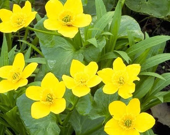 200 Yellow SWAMP MARIGOLD Bidens Aristosa Mutica Flower Seeds*Flat Shipping