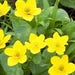 see more listings in the Easily Reseeding Annuals section