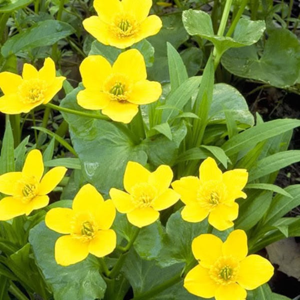 200 Yellow SWAMP MARIGOLD Bidens Aristosa Mutica Flower Seeds*Flat Shipping