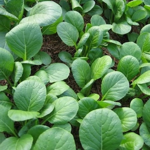 1500 SPINACH MUSTARD TENDERGREEN Komatsuna Greens Brassica Rapa Vegetable Seeds