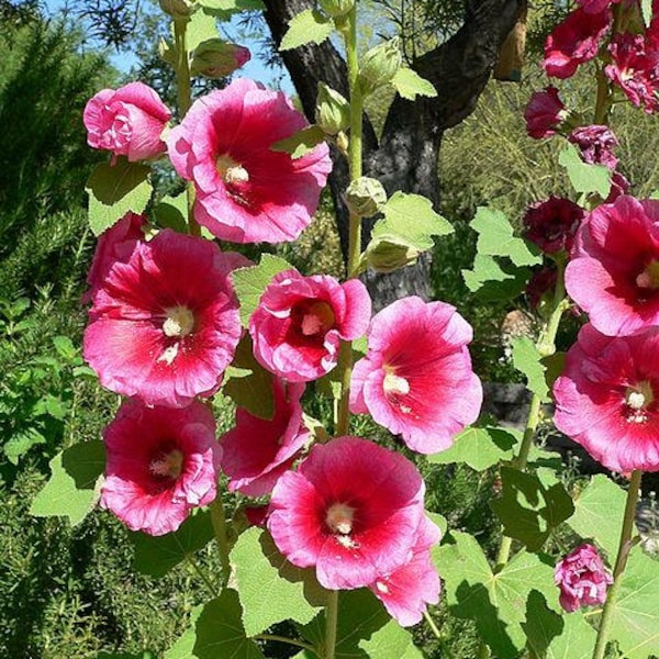 25 BRIGHT PINK HOLLYHOCK Alcea Rosea Flower Seeds Perennial *Combined S/H