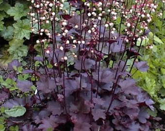 50 Palace Purple HEUCHERA / CORAL BELLS Micrantha Flower Seeds