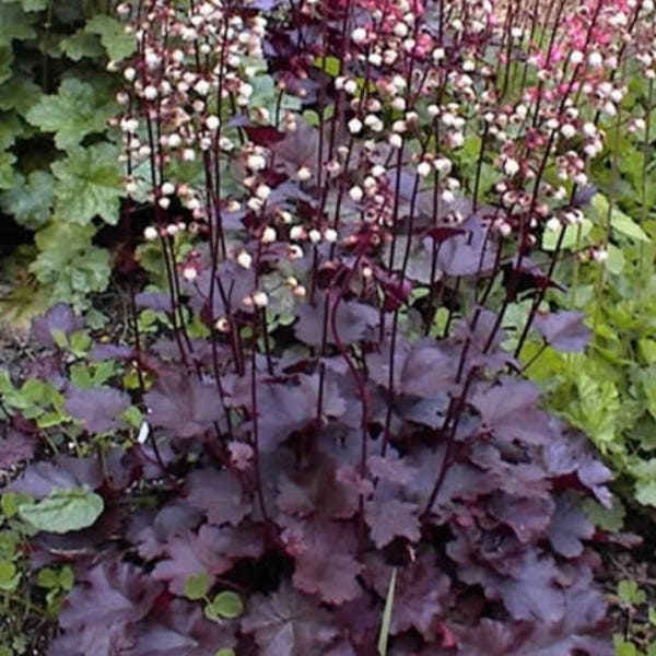 50 Palace Purple HEUCHERA / CORAL BELLS Micrantha Flower Seeds