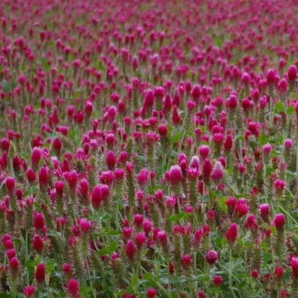 3000 CRIMSON CLOVER (Carnation, French, or Italian Clover) Trifolium Incarnatum Flower Seeds