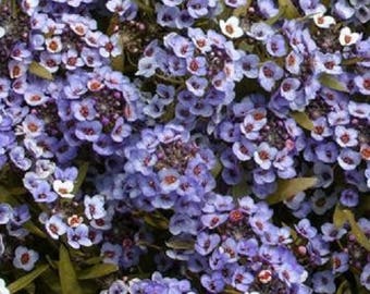 100 WONDERLAND BLUE ALYSSUM Lobularia Maritima Flower Seeds