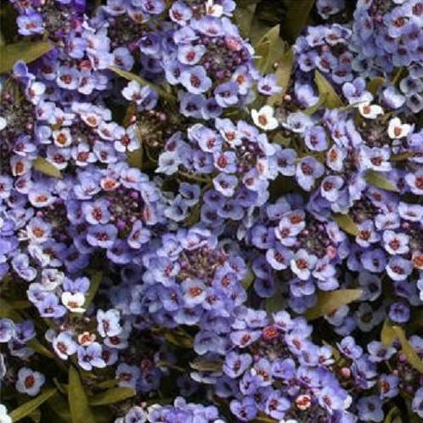 100 WONDERLAND BLAUWE ALYSSUM Lobularia Maritima bloemzaden