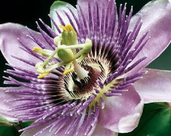 10 Purple Grandilla PASSION FLOWER Passion FRUIT Passiflora Incarnata Fruit Flower Vine Seeds