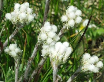 150 White PUSSYTOES Cats Paws Antennaria Flower Seeds