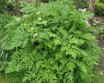 150 Garden CHERVIL (Gourmet Parsley) Anthriscus Cerefolium Herb Flower Seeds