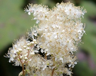 20 QUEEN of the MEADOW Filipendula Ulmaria Meadowsweet Native Prairie Fragrant White Flower Seeds