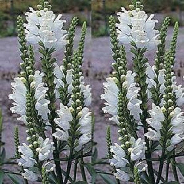 50 WHITE Showy OBEDIENT PLANT ( False Dragon Head ) Physostegia Angustifolia Flower Seeds