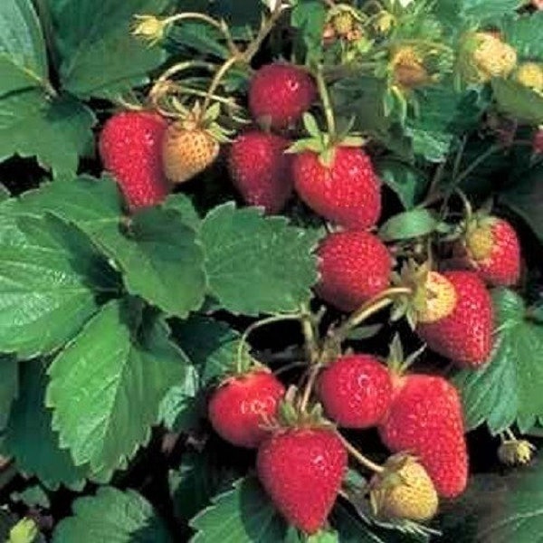 100 ALPINE STRAWBERRY Fragaria Vesca Red Fruit White Flower Seeds *Comb S/H