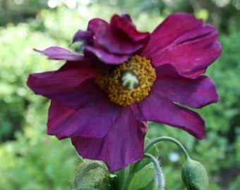 10 MIXED HIMALAYAN POPPY Blue Red Violet Meconopsis Napaulensis Mix Flower Seeds