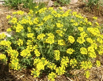 1000 GOLDEN TUFT ALYSSUM Basket of Gold - Yellow Alyssum Saxatile Flower Seeds