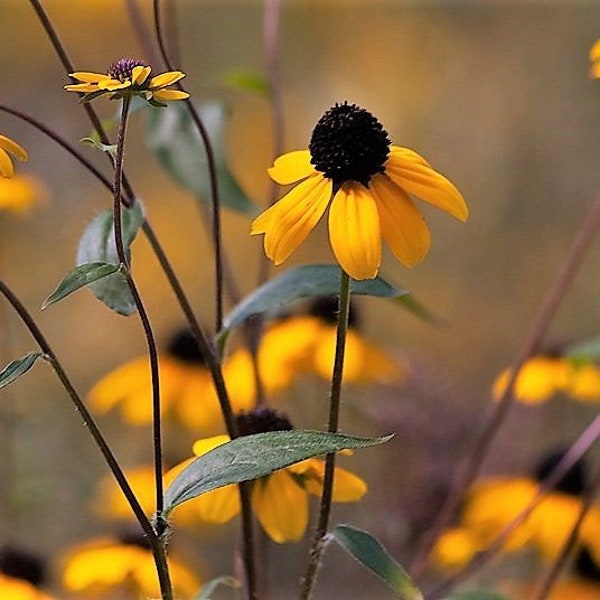 50 OZARK GOLD Sonnenhut Echinacea Paradoxa Gelbbusch Sonnenhut Blumensamen