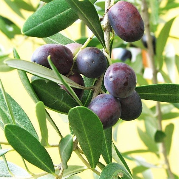 10 CANINO OLIVE TREE Olea Europaea Canino Edible European Common Green Black Fruit Seed