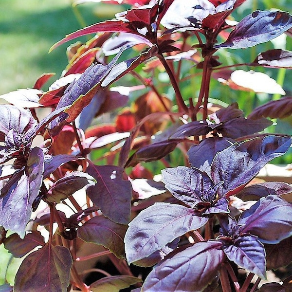 500 RED RUBIN BASIL Ocimum Basilicum Purpurascens Spicy Herb White & Lavender Flowers Seeds