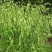 see more listings in the Ornamental Grass Seeds section