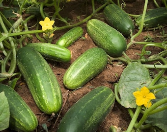 200 NATIONAL PICKLING CUCUMBER Fruit Cucumis Sativus Seeds