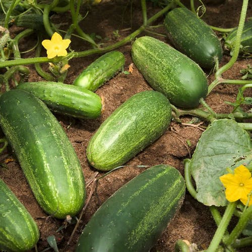 Tendergreen Burpless Cucumber Seeds English Cucumbers Etsy