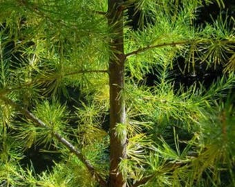 25 EUROPEAN LARCH TREE Pine Pinetree Evergreen Larix Decidua Seeds