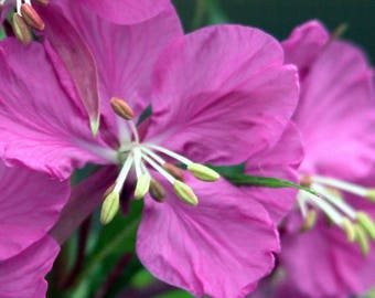 HERB EPILOBIUM FLEISCHERI FIREWEED PERENNIAL GROUND COVER FLOWER SEEDS 40