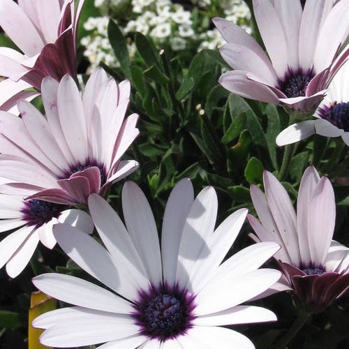 EDIBLE FLOWER MIX Seeds 16 Types: Marigold Daisy Viola - Etsy